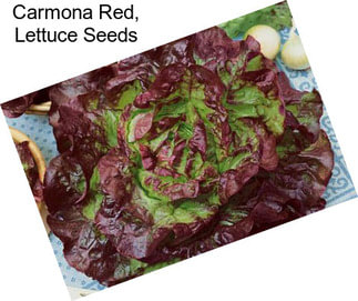 Carmona Red, Lettuce Seeds