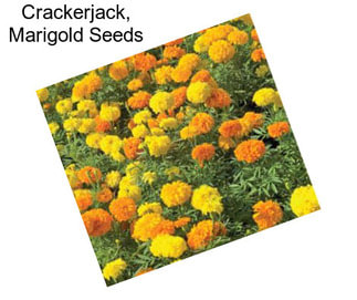 Crackerjack, Marigold Seeds