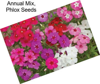 Annual Mix, Phlox Seeds