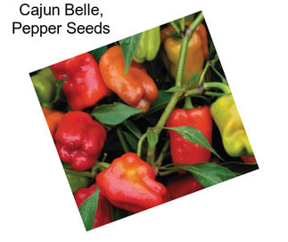 Cajun Belle, Pepper Seeds