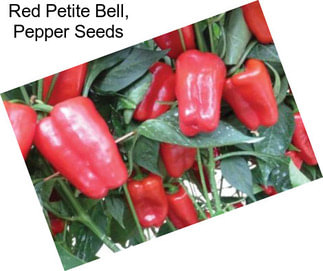 Red Petite Bell, Pepper Seeds