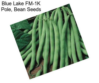 Blue Lake FM-1K Pole, Bean Seeds