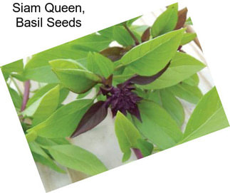 Siam Queen, Basil Seeds