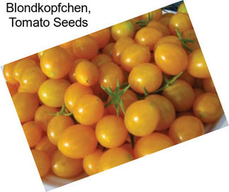 Blondkopfchen, Tomato Seeds