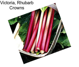 Victoria, Rhubarb Crowns