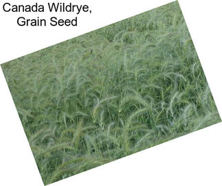 Canada Wildrye, Grain Seed