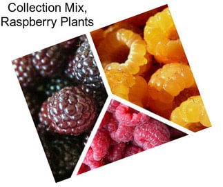 Collection Mix, Raspberry Plants