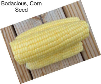 Bodacious, Corn Seed