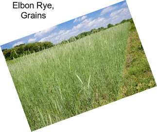 Elbon Rye, Grains