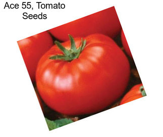 Ace 55, Tomato Seeds