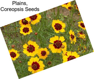 Plains, Coreopsis Seeds