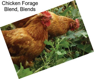 Chicken Forage Blend, Blends