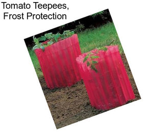 Tomato Teepees, Frost Protection