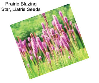 Prairie Blazing Star, Liatris Seeds