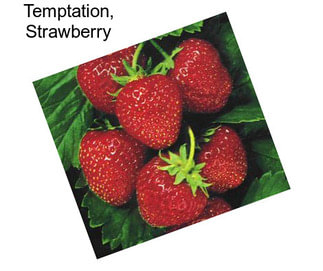 Temptation, Strawberry