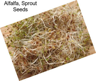 Alfalfa, Sprout Seeds