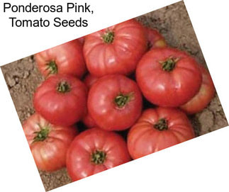 Ponderosa Pink, Tomato Seeds