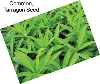 Common, Tarragon Seed