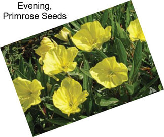 Evening, Primrose Seeds