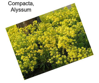 Compacta, Alyssum