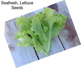 Seafresh, Lettuce Seeds