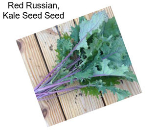 Red Russian, Kale Seed Seed