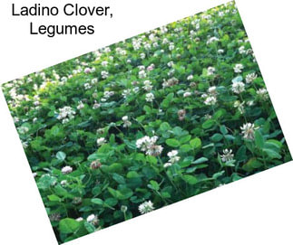 Ladino Clover, Legumes