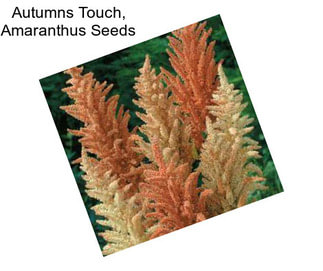 Autumns Touch, Amaranthus Seeds