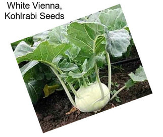 White Vienna, Kohlrabi Seeds