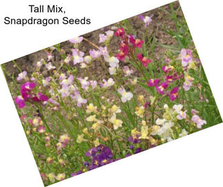 Tall Mix, Snapdragon Seeds