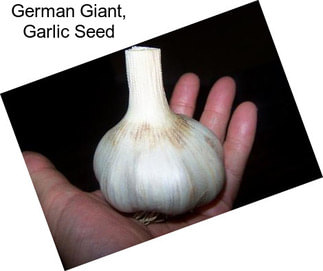 German Giant, Garlic Seed