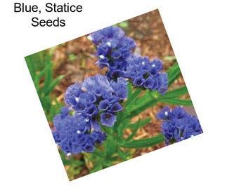 Blue, Statice Seeds
