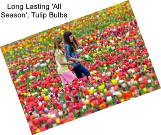 Long Lasting \'All Season\', Tulip Bulbs