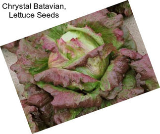 Chrystal Batavian, Lettuce Seeds
