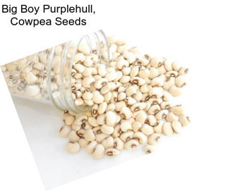 Big Boy Purplehull, Cowpea Seeds