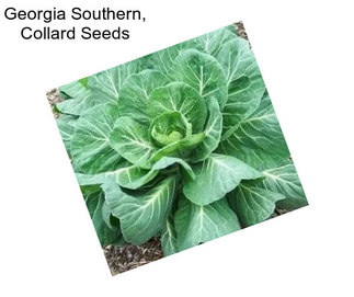 Georgia Southern, Collard Seeds