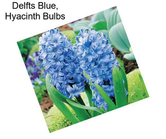 Delfts Blue, Hyacinth Bulbs