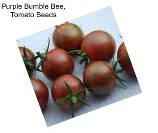 Purple Bumble Bee, Tomato Seeds