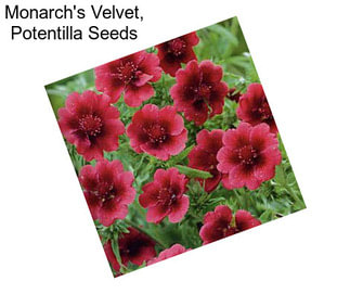 Monarch\'s Velvet, Potentilla Seeds