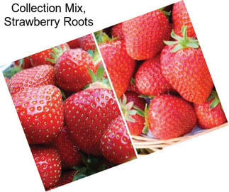 Collection Mix, Strawberry Roots
