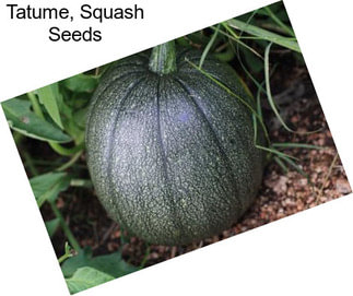 Tatume, Squash Seeds