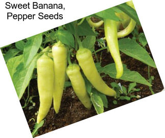 Sweet Banana, Pepper Seeds