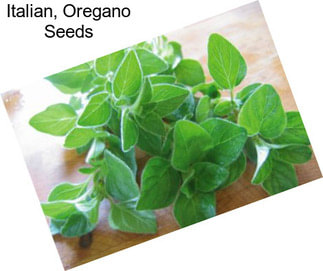 Italian, Oregano Seeds
