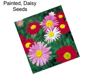 Painted, Daisy Seeds