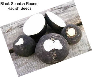 Black Spanish Round, Radish Seeds