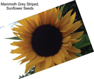 Mammoth Grey Striped, Sunflower Seeds