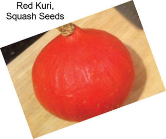 Red Kuri, Squash Seeds