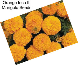 Orange Inca II, Marigold Seeds