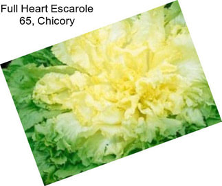 Full Heart Escarole 65, Chicory