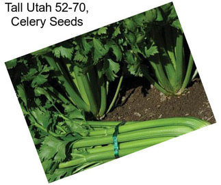 Tall Utah 52-70, Celery Seeds